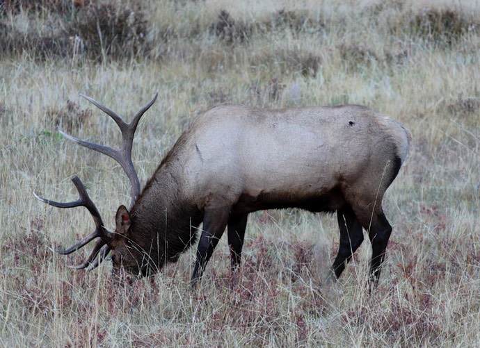 Elk bull