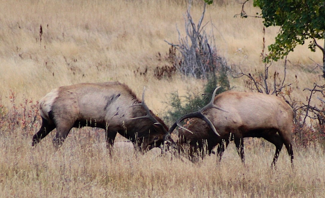 2 vechtende Elks