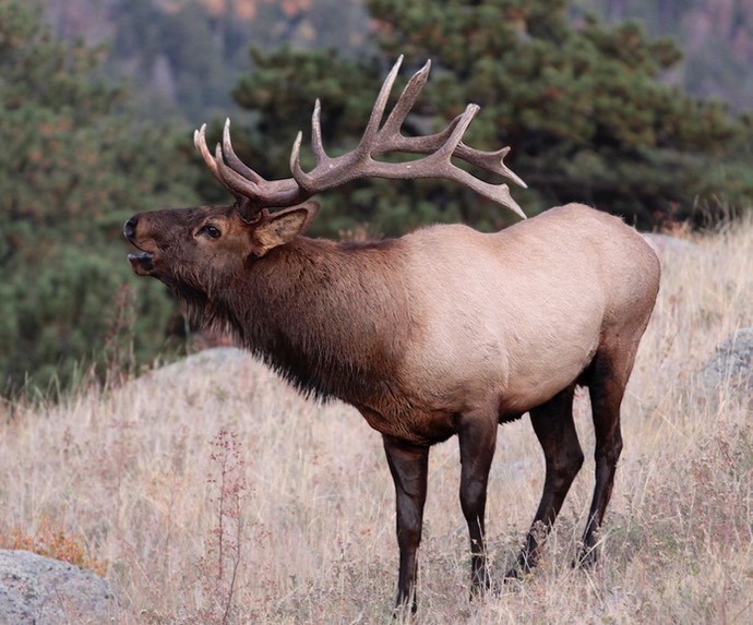 elk bull