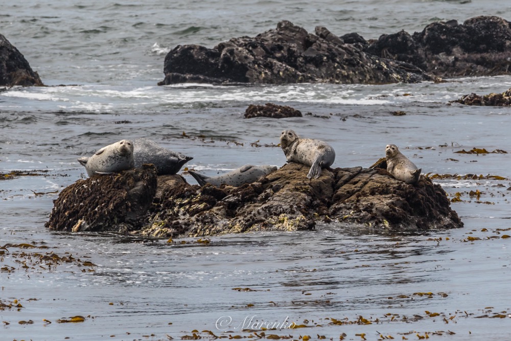 morro-bay-6