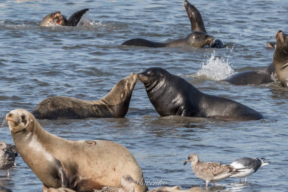 moss-landing-21