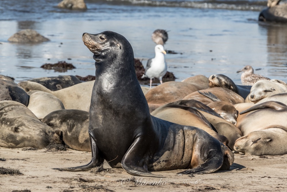 moss-landing-23