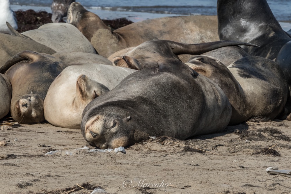 moss-landing-25