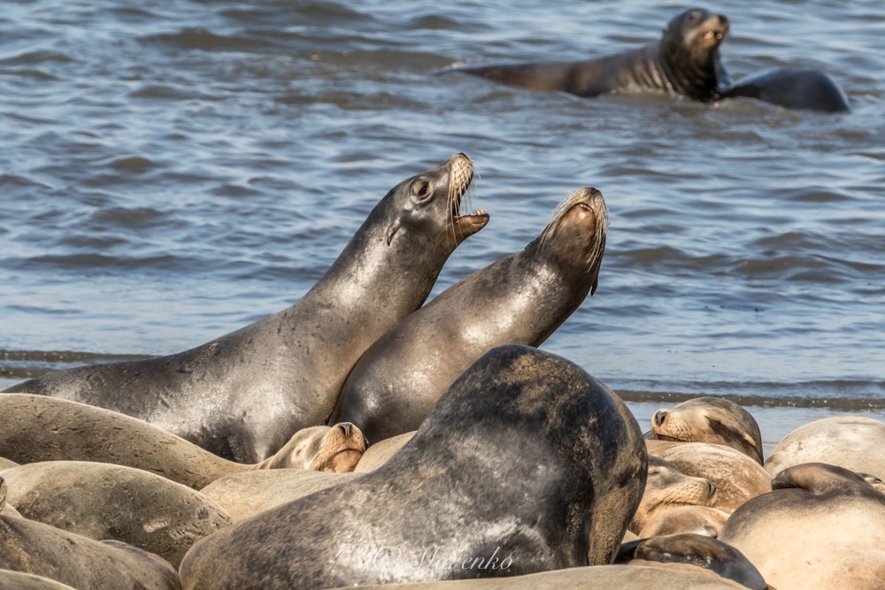 moss-landing-27