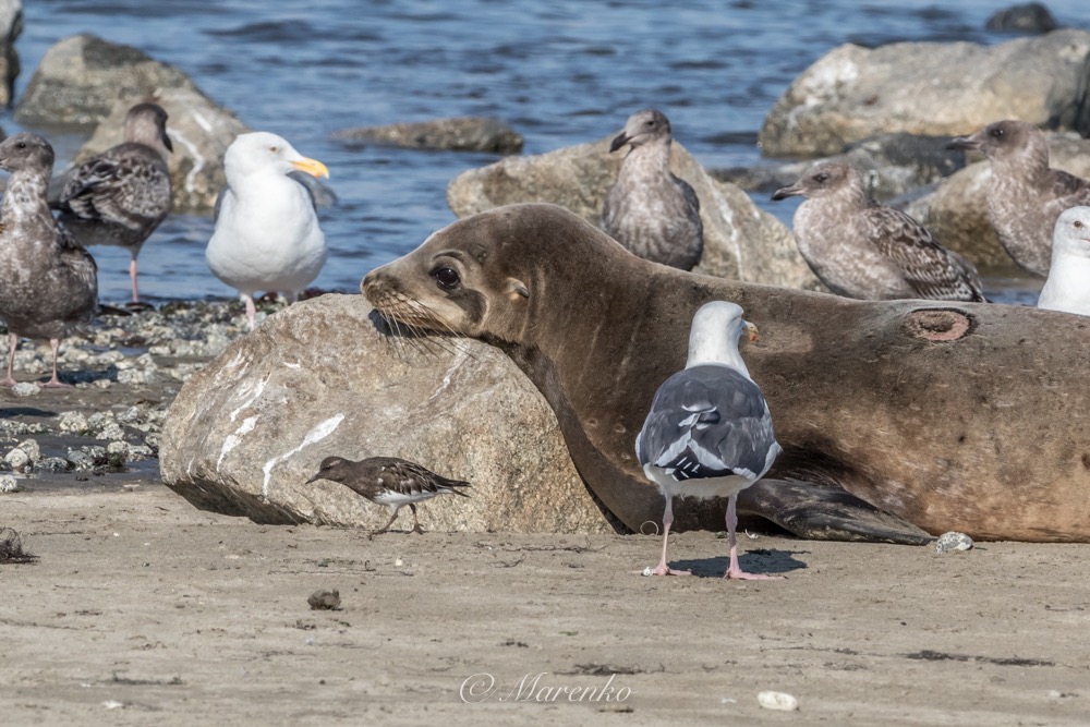 moss-landing-28