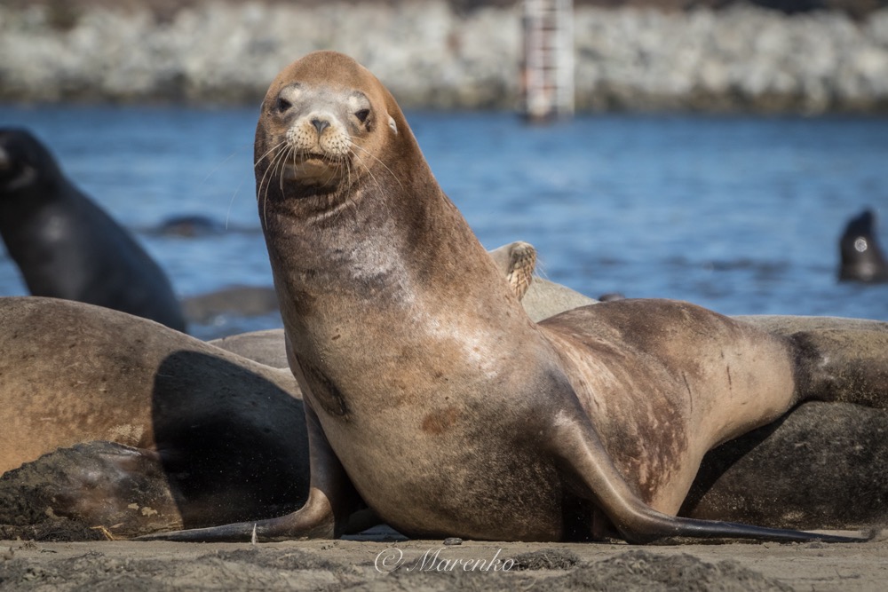 moss-landing-36