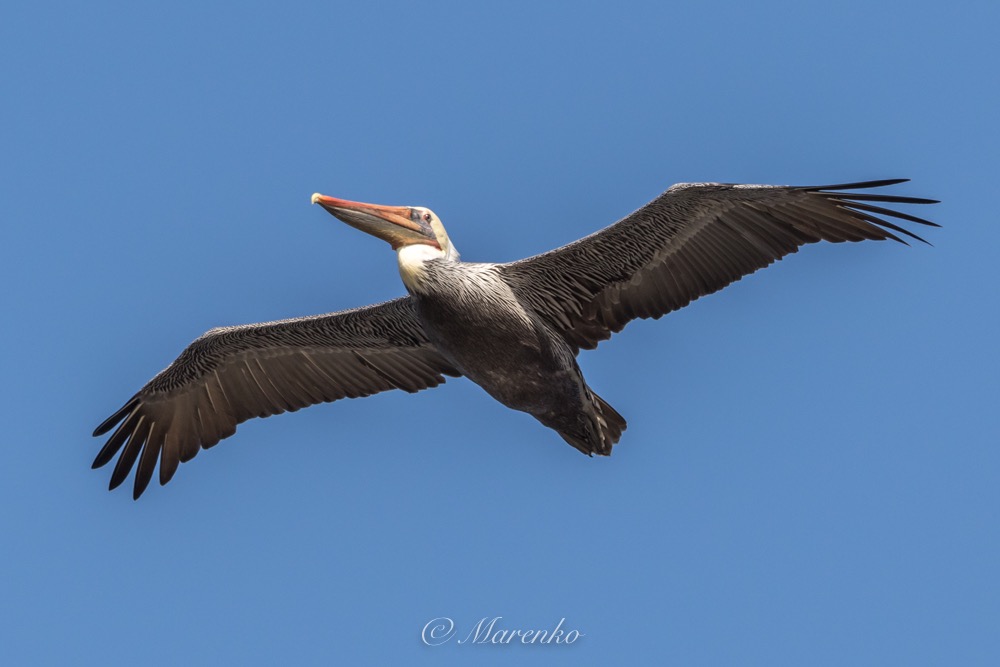 moss-landing-43