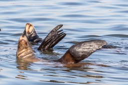 moss-landing-7