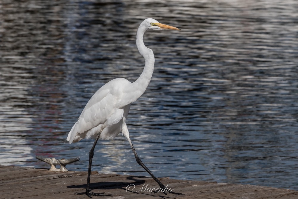 moss-landing-beach-16