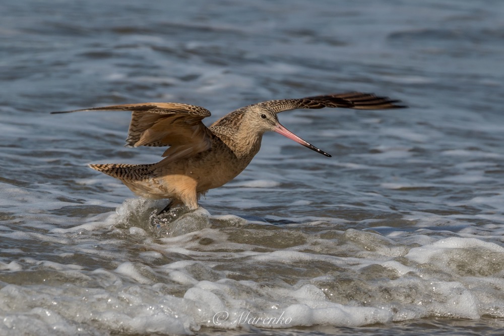 moss-landing-beach-26