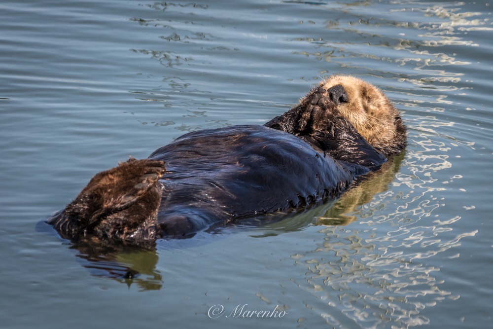 moss-landing-beach-7