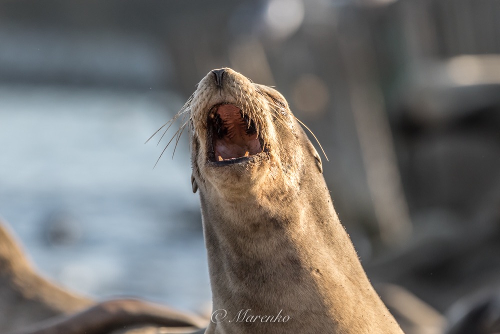 ochtend-moss-landing-14