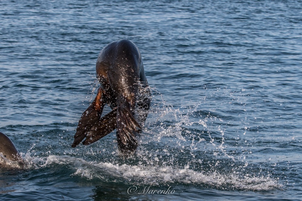 ochtend-moss-landing-16