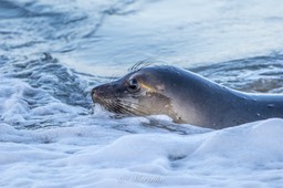 ochtend-moss-landing-2