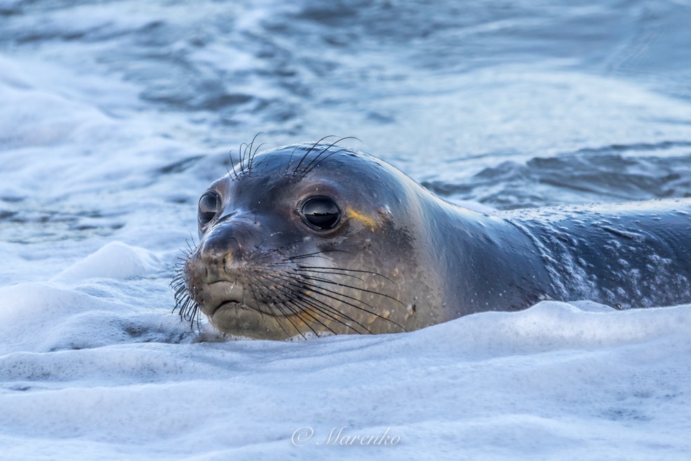 ochtend-moss-landing-3