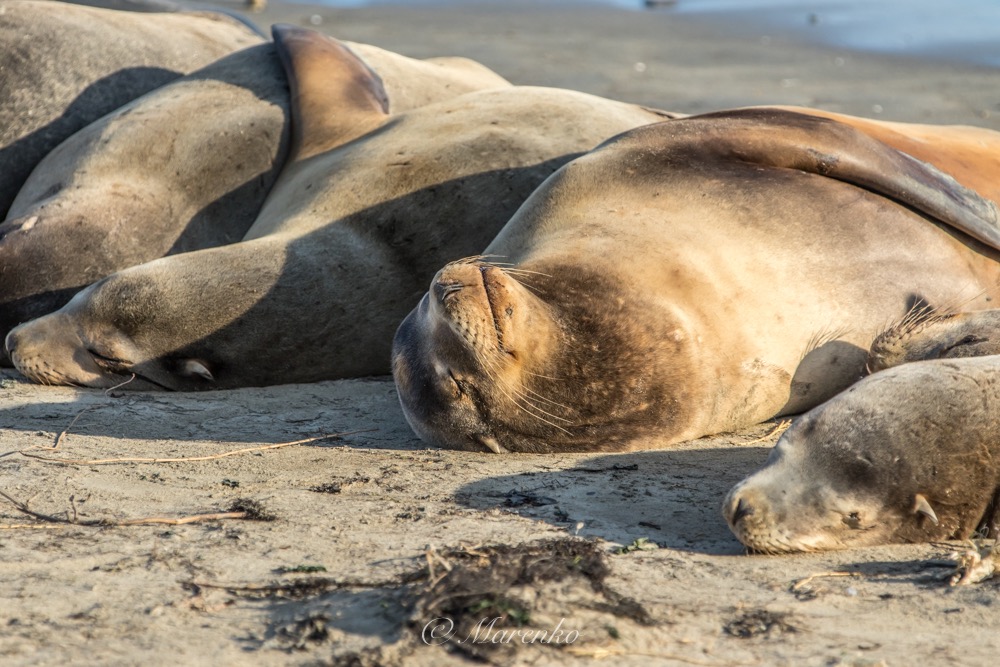 ochtend-moss-landing-9