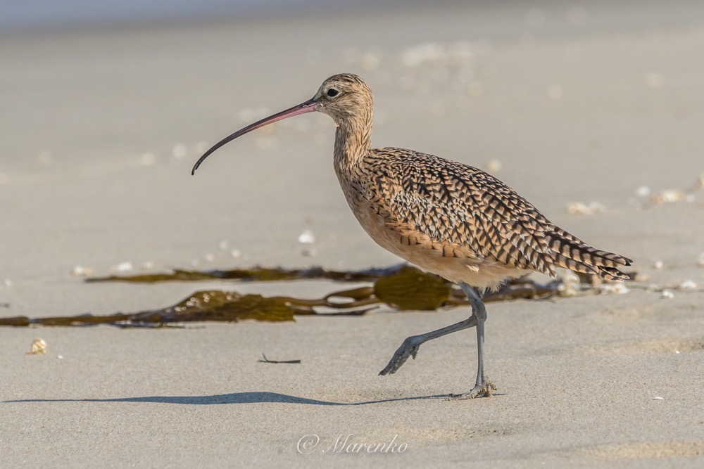 strand-moss-landing-2