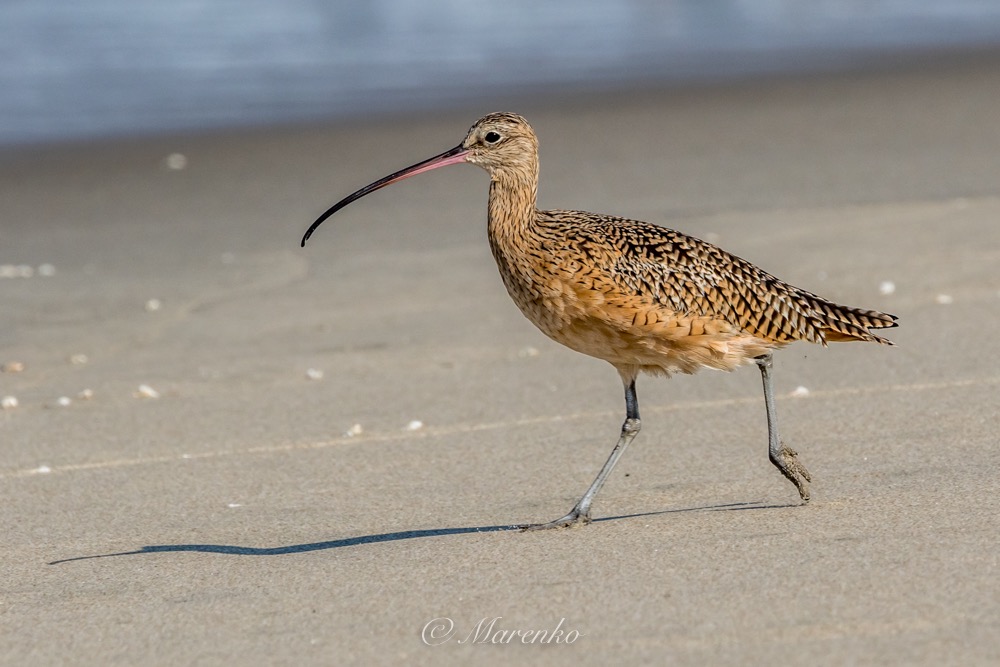 strand-moss-landing-3