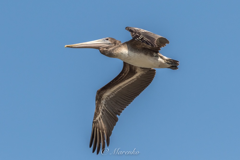 strand-moss-landing-7