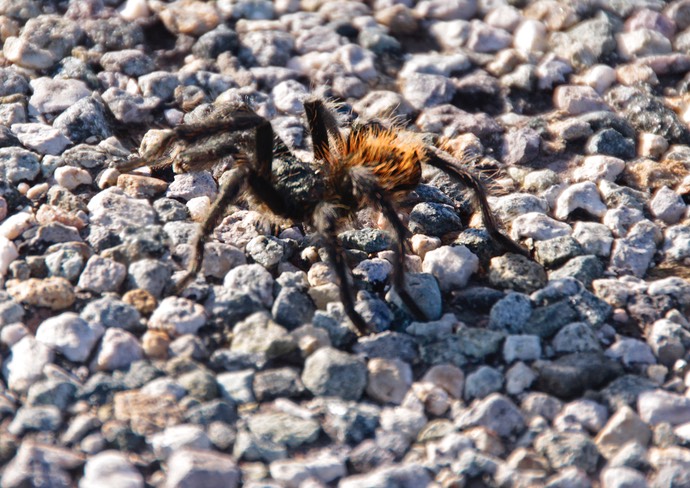 tarantula