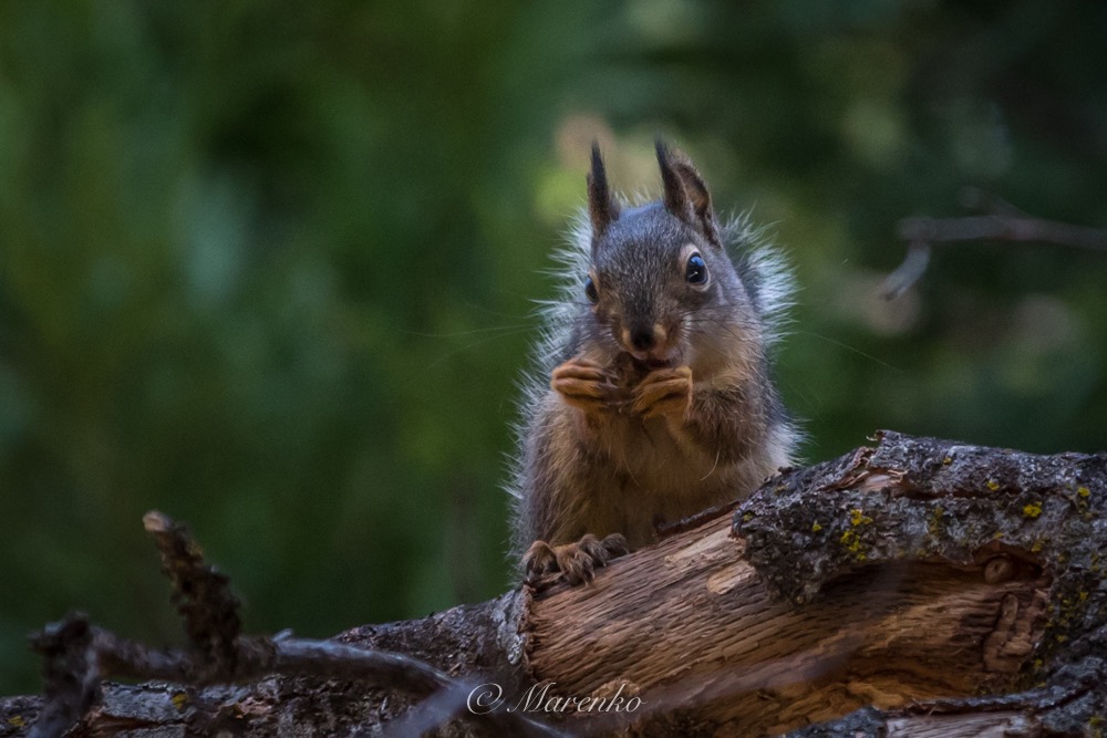 yosemite-141