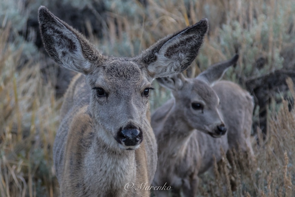 yosemite-2