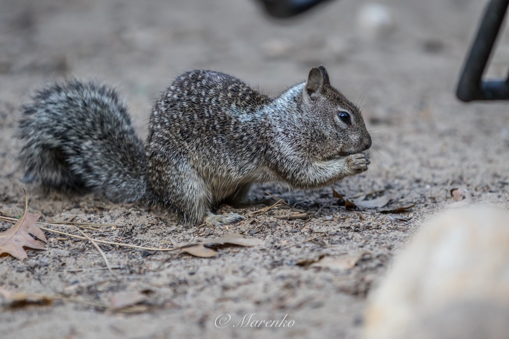 yosemite-35