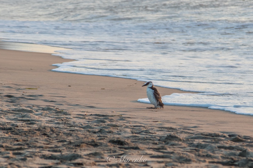 zonsondergang-moss-landing-13