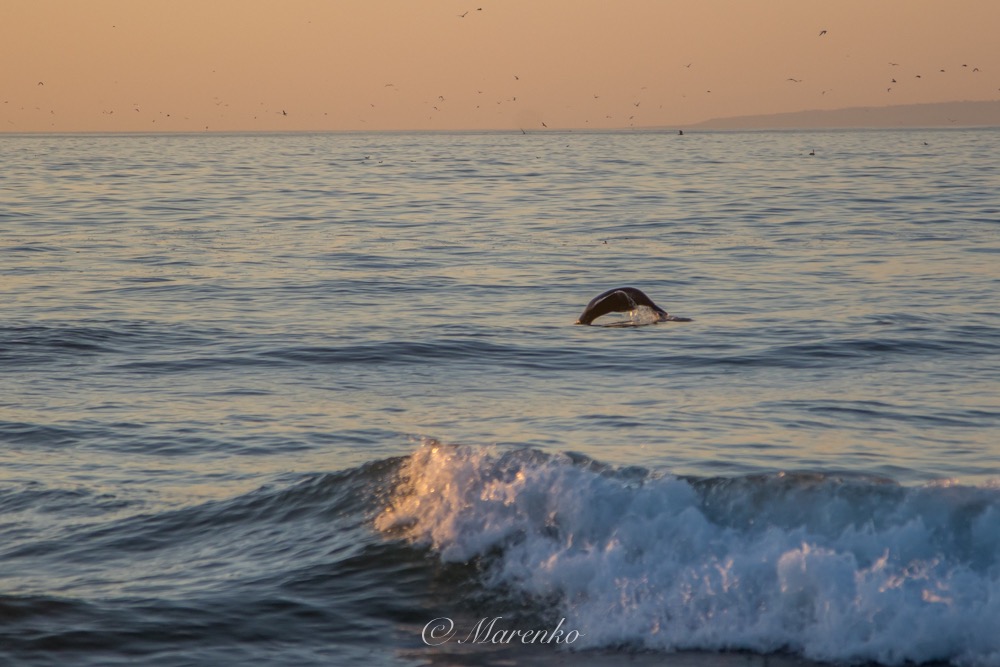 zonsondergang-moss-landing-12