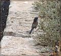 IMG_2130-border