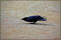 IMG_0819-border