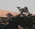 IMG_9063