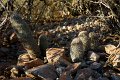 DSC03830