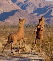 IMG_1938