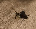 IMG_2349