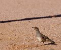 IMG_2482